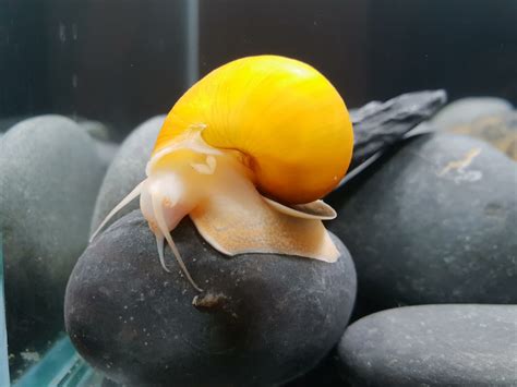  The Golden Snail: A Sticky Situation Full of Ancient Wisdom!